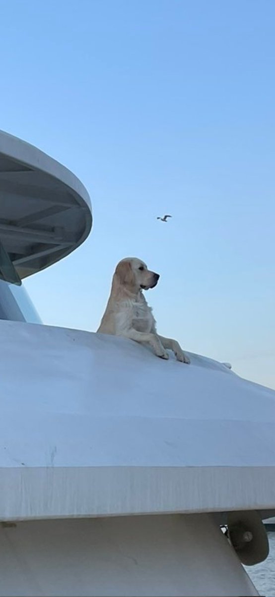 kadıköy motorunda bu akşam çekilmiş.. sana bir tekneden baktım aziz istanbul, sade bir semtinde havlamak bile ömre değer