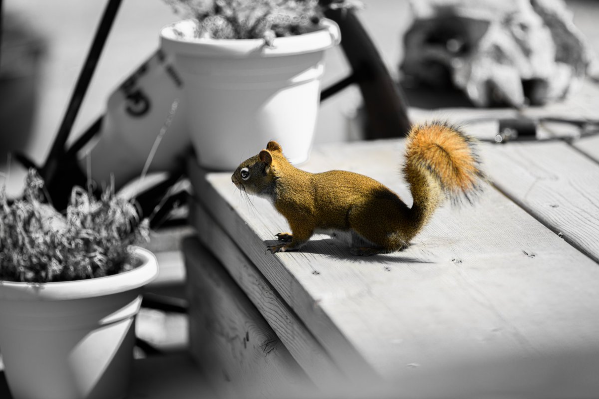 JfishburnA's tweet photo. Squirrelopolis.
#cute #pyotography https://t.co/hDds5bnWvp