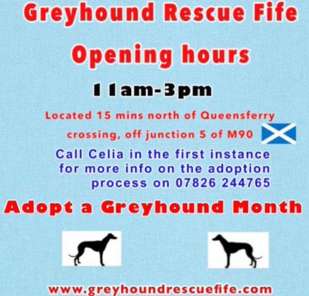 This #AdoptAGreyhoundMonth don’t forget 5 special boys, who have been waiting in rescue too long. They each deserve an adopter who can offer, love & patience. Reece(2yrs in rescue), Bob Matt, Duke(18 mths)& Scout a yr. Please call Celia for info #k9hour #AdoptDontShop 🏴󠁧󠁢󠁳󠁣󠁴󠁿🤞🏽❤️