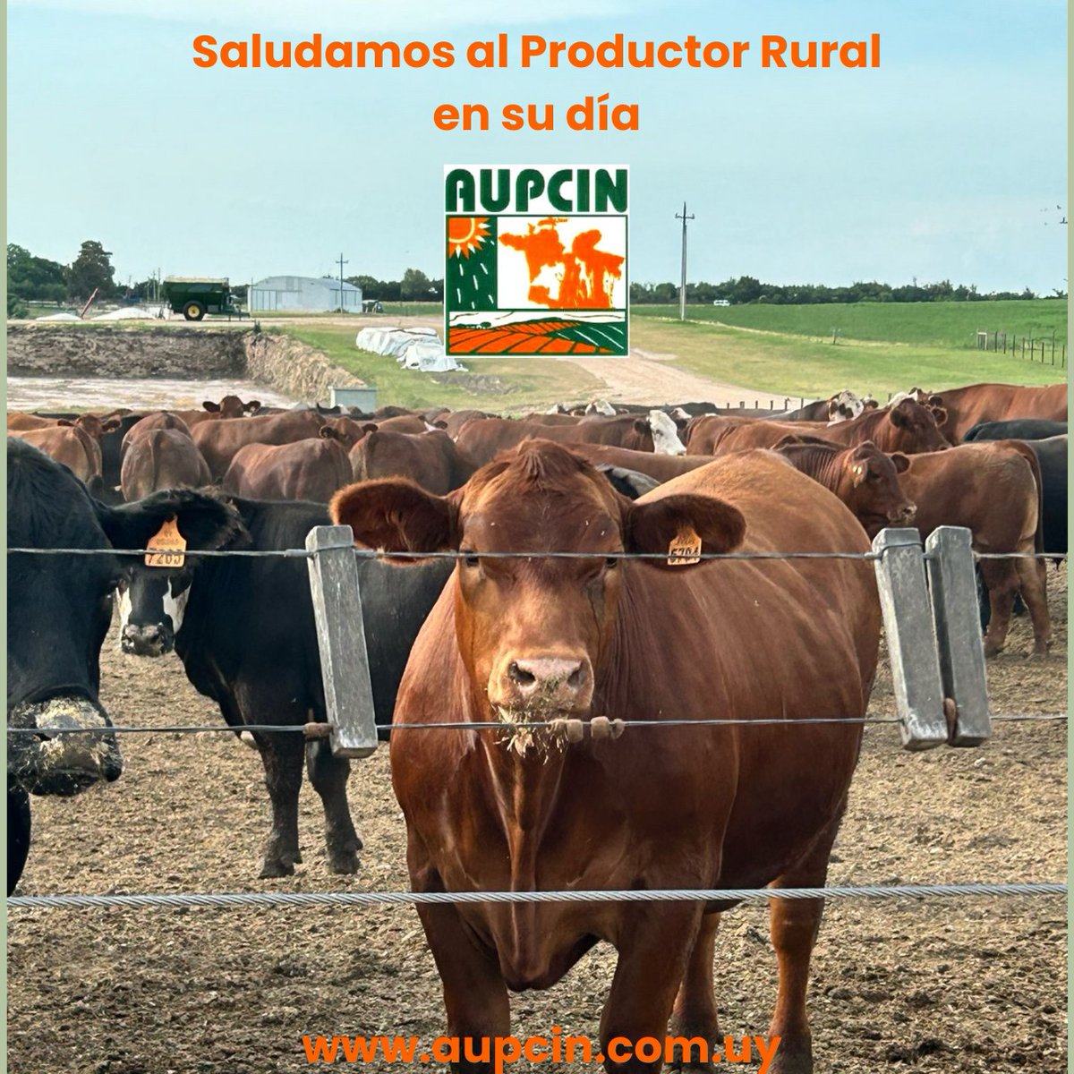 Feliz día del Productor Rural. #aupcin #ganaderiaintensiva #produccionintensiva #feedlot