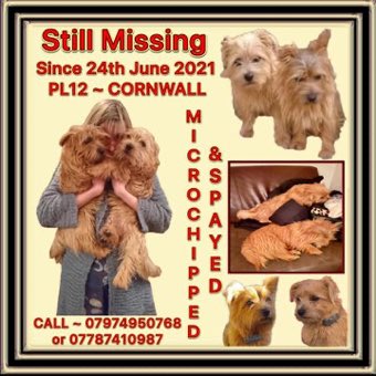 M I S S I N G D O G S #StolenMargieandRuby #FindMargieRuby 🇬🇧 Please find it in your heart to do the right thing. Reward offered for safe return. @MissingPetsGB @FindMargieruby @LisaClareRead2 @ZuccoIsMissing @KarenFi51820768 @JacquiSaid #k9hour #rehomehour