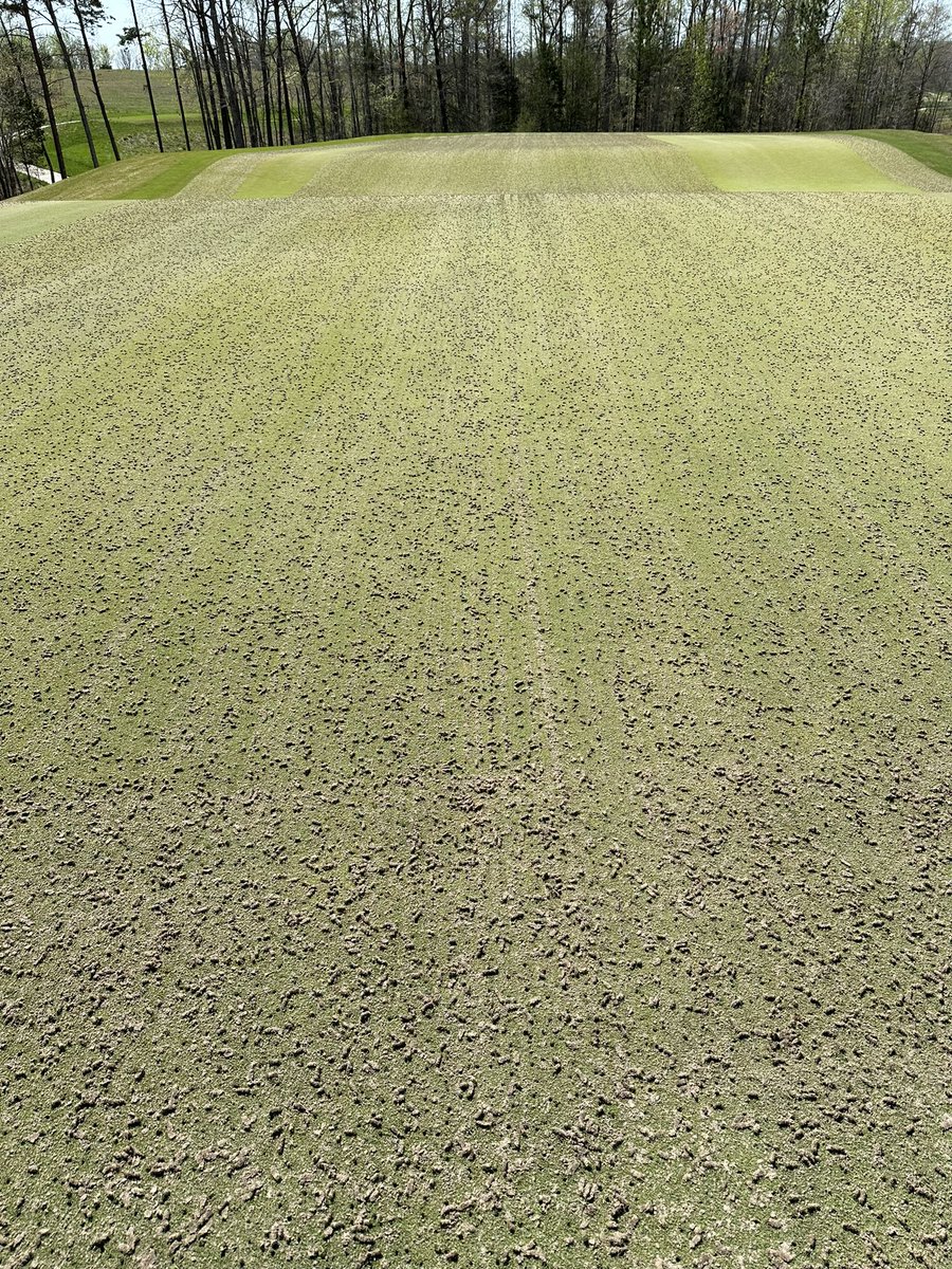 JPierson23's tweet photo. Minimal OM equals minimal removal! #ninjatines #4yearoldusga @T2GBentgrass #PureDistinction @GCSAA @VirginiaGCSA @turfnet https://t.co/sDcua7xrX3