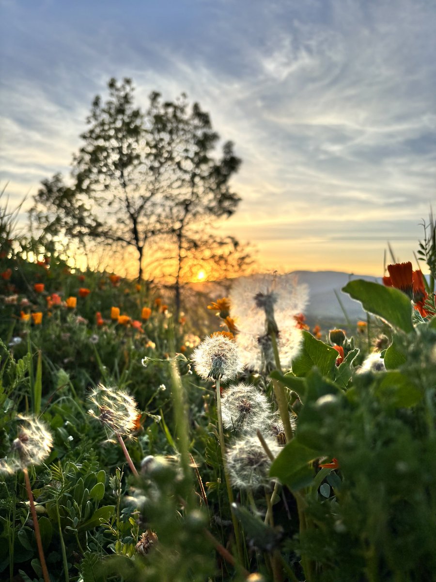 Te dejo pedir un deseo 🌬️