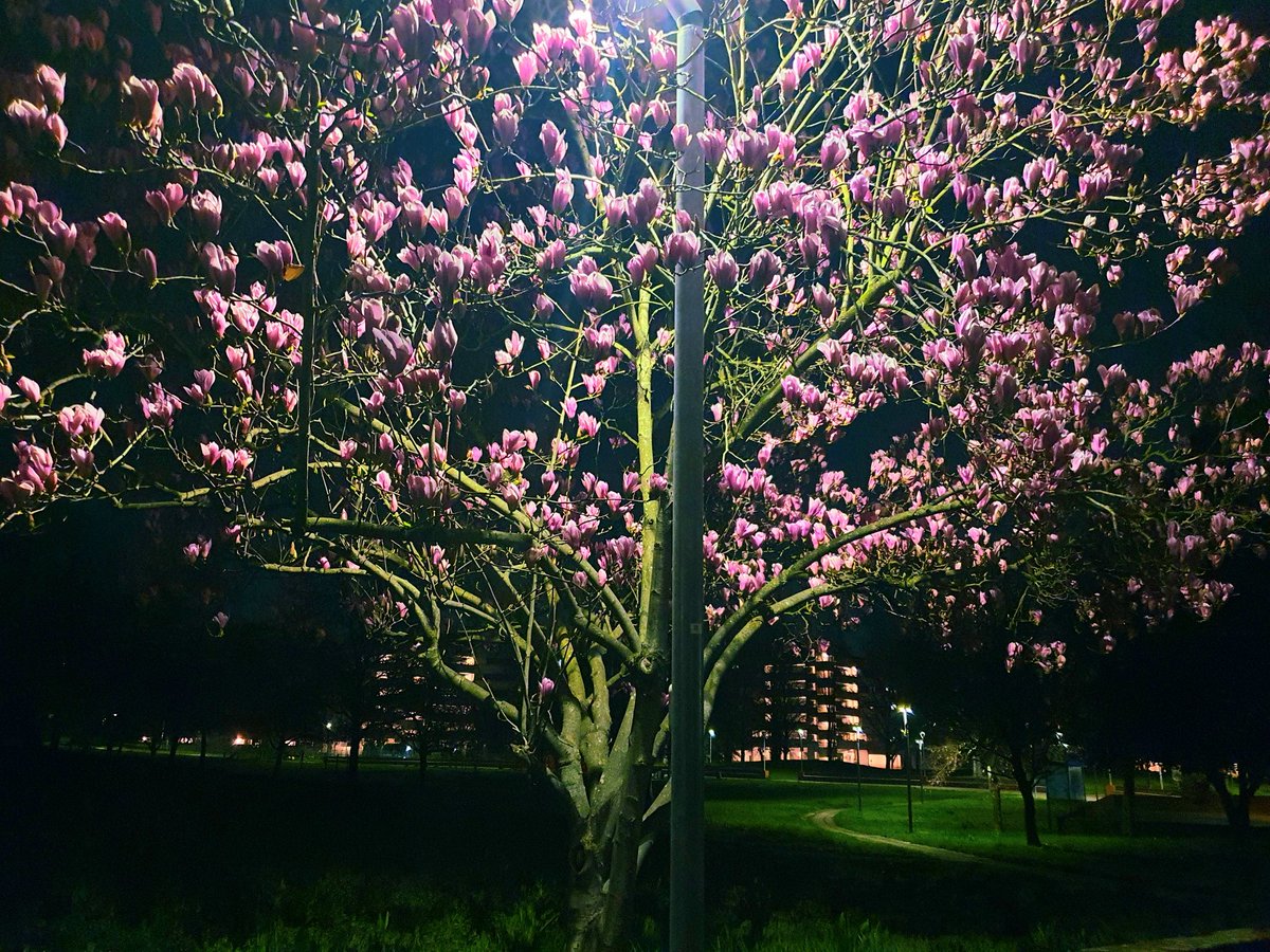 Dalla notte trasformata
poetica è la magnolia
i colori di una vetrata
ancora di più la meraviglia

#CasaLettori @CasaLettori #scritturebrevi

#istantaneeDa Bollate, Milano #inLombardia

#ThePhotoHour #StormHour