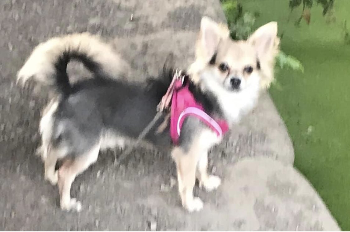 🆘 Was this #Chihuahua STOLEN? He went #Missing on 28/3 in #Harefield #UB9 🐶 Dogs don’t just vanish! Has your neighbour got a new dog? Please share #FarAndWide HANG IN THERE PIGLET - the #PetTheftArmy are searching high & low ❌THEFT BY FINDING is an offence punishable by law❌