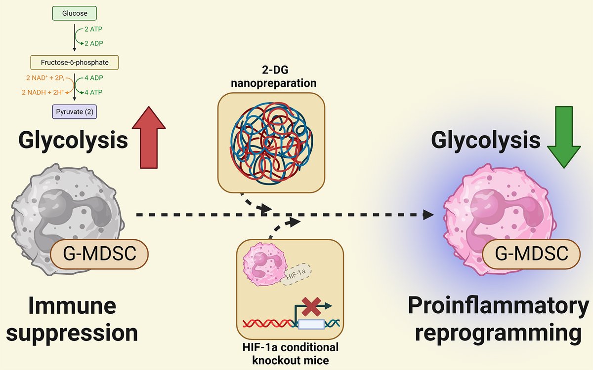 Excited to share our work in @jclinicalinvest showing that glycolytic metabolism is critical for the anti-inflammatory effects of G-MDSCs during biofilm infection. Great work by lead authors Chris Horn and @aru_prabhakar and a great team @unmc jci.org/articles/view/…