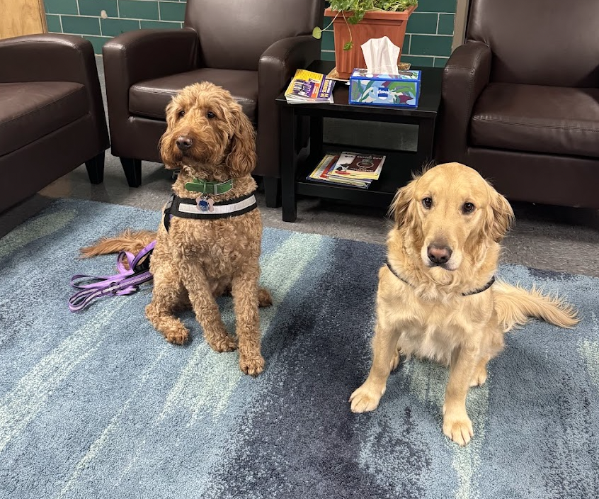 MaggieMaumee's tweet photo. Tonight is our Canine Good Citizen class - the third training class to become a Certified Therapy Dog.  We will work on skills like leash walking through a crowd, approach of another dog and handler, recall, long distance stay and handling!  #wearemaumee #therapydogintraining https://t.co/2EAC6YzOFP