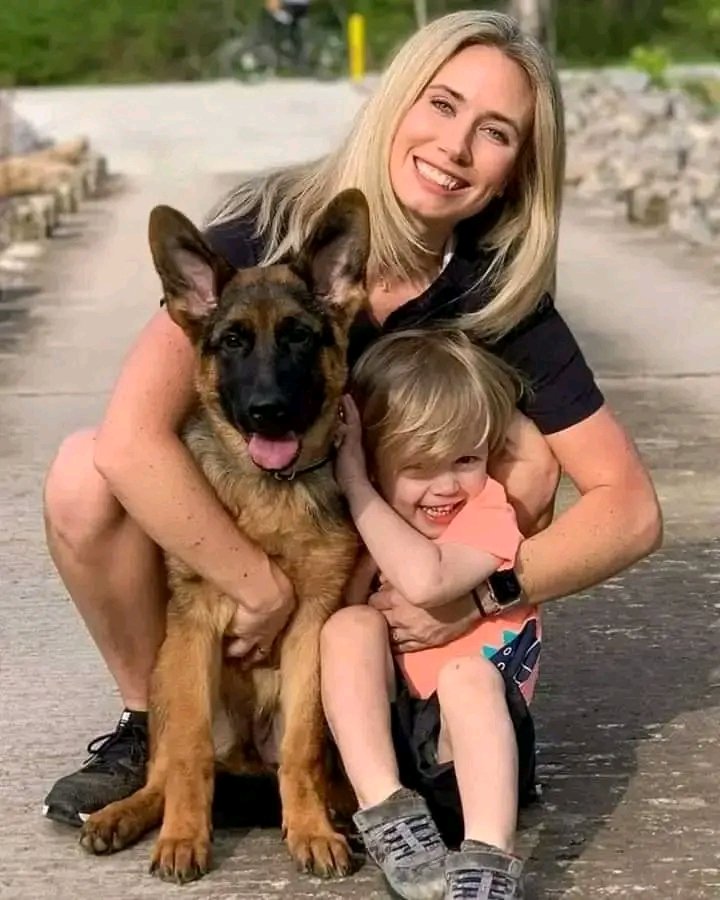 Adorable photograph 🥰 
#GermanShepherd #gsd