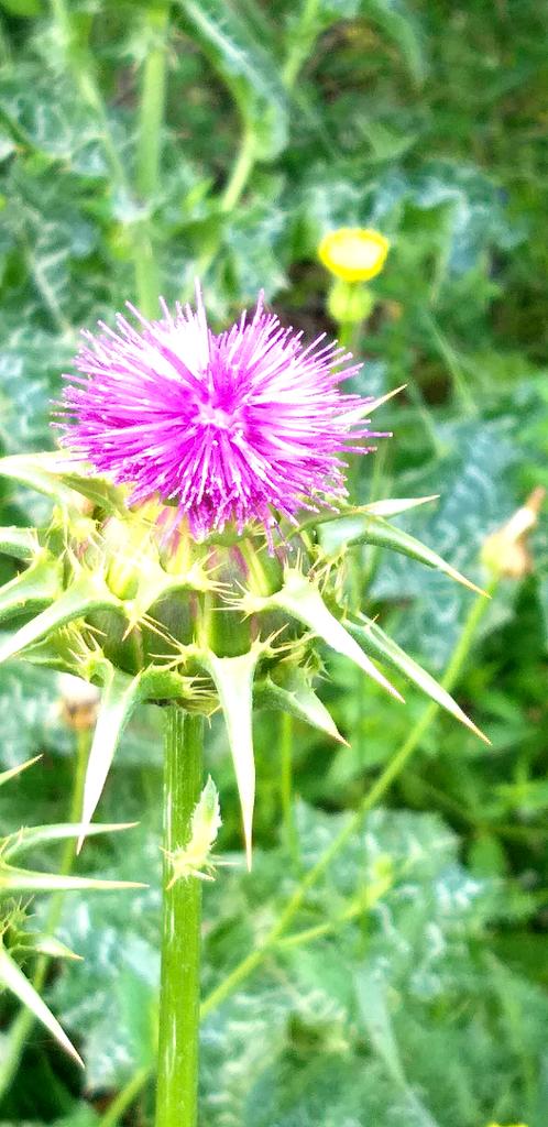 #photography #NaturePhotography #forest #plants #Flowers #Sage #Milkthistle #bike #sport #Spring