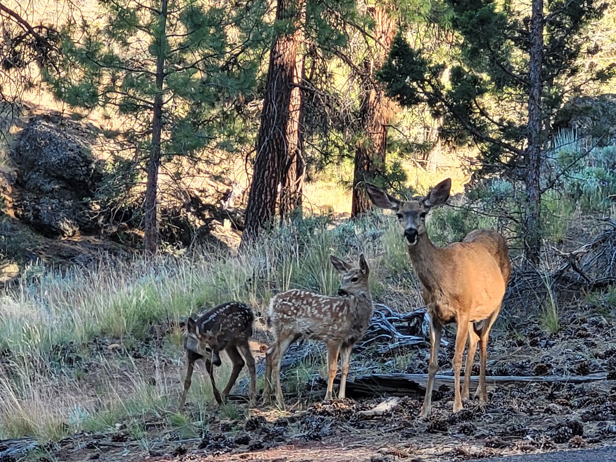 YEAR-ROUND JOBS in JOHN DAY and PRINEVILLE! Come work in the forests with us! odfcentraloregon.com/jobs/