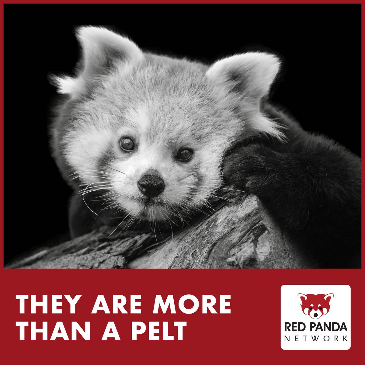 RedPandaNetwork's tweet photo. That's why we're fighting back to stop red panda poaching 😤 and save this unique, important, and endangered species. 🐾
Learn more! https://t.co/2VQYNxda8q
#NoPandaPoaching #NoPandaPets #StopWildlifeCrime #StopPoaching #Antipoaching #RedPanda #RedPandas #SaveTheRedPanda
Design by Laura Siu