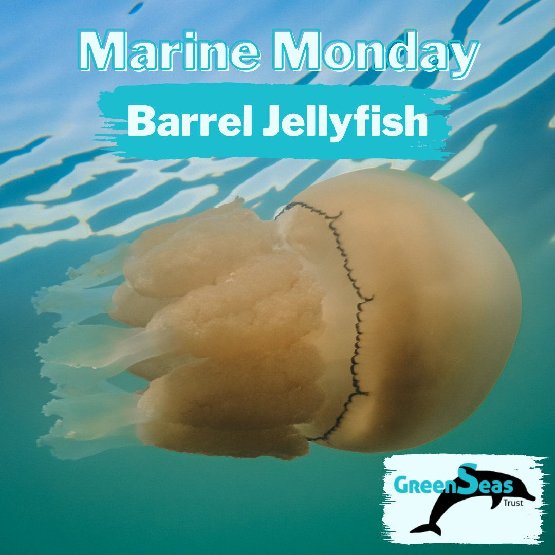 Barrel jellyfish are also known as dustbin-lid jellyfish, as they can grow to huge sizes. They are a favourite food of another species seen around the UK in late spring, leatherback turtles. Find out how to protect marine life, visit greenseas.org #GreenSeasTrust #UK