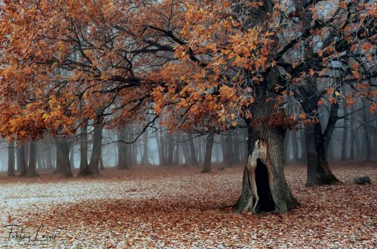 The results are in... check out the blog! Dear Trees Photo Contest Winner: viewbug.com/blog/dear-tree… (Congratulations Honorary Mention 'Oak Forest in November ' by LaszloPotozky) #landscapephotography