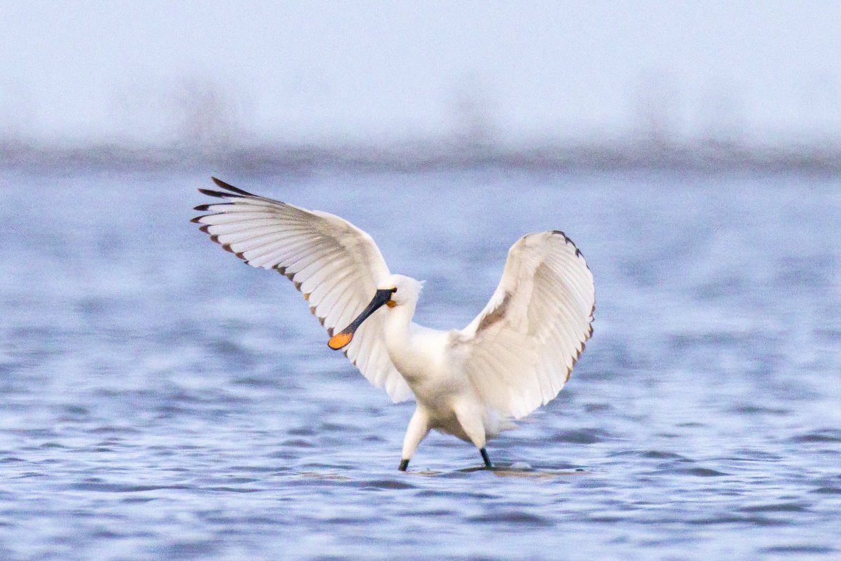Lepelaar met gespreide vleugels...zo mooi !

Gisteren aan het begin van de avond zag ik een groepje Lepelaars en deze stond wel heel mooi te poseren 🤩#vlieland #lepelaar
