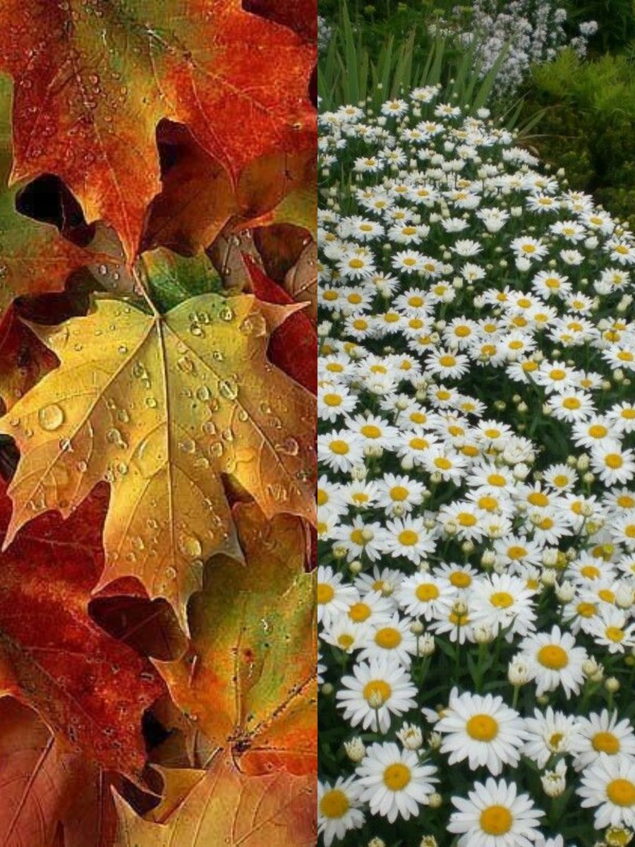 Bizden Ünlüsü mü  Var ☺️

🍂Biri Sonbahar 
🌼Biri İlkbahar

Bizi Tanımayan Yok 🤭