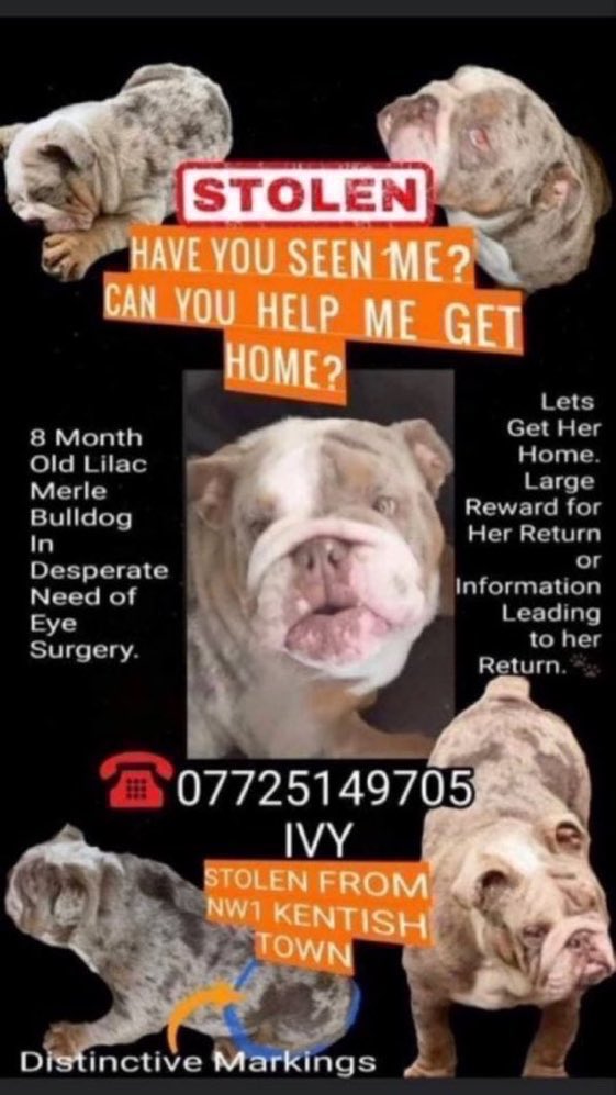 3 years missing 💔😢 Ivy was taken in a house burglary from #KentishTown #London #NW1 on 20th January 2021. She was only a pup when she was stolen & so needs to be back with her family where she belongs 😢🙏 Contact @IvyStolen if you have seen her? #StolenDog #k9hour #Bulldog
