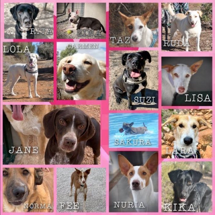 Loads of lovely ladies all on the lookout for their forever homes. Please contact @ShelterAkira for details on adopting them and giving them the loving homes they so deserve. Thank you 🙏💕🐾 #adoptdontshop #dogs #k9hour #rehomehour