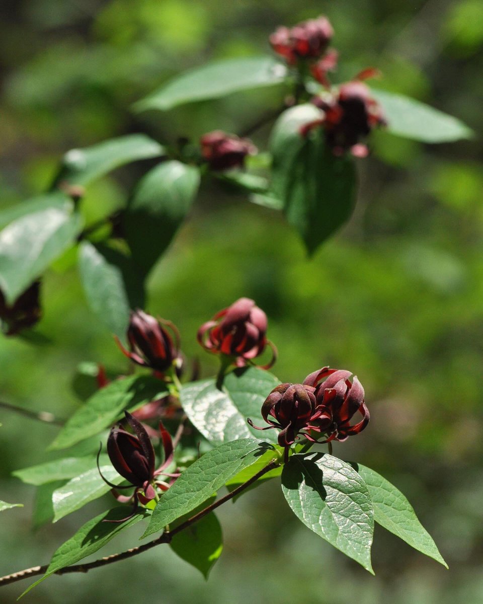 A plant with many names: eastern sweetshrub, Carolina allspice, sweet betsy, strawberry shrub, sweet bubby-bush, and of course its scientific name, Calycanthus floridus. Anyone have another one to add to the list? This native shrub is blooming now in our Mountain Habitat!