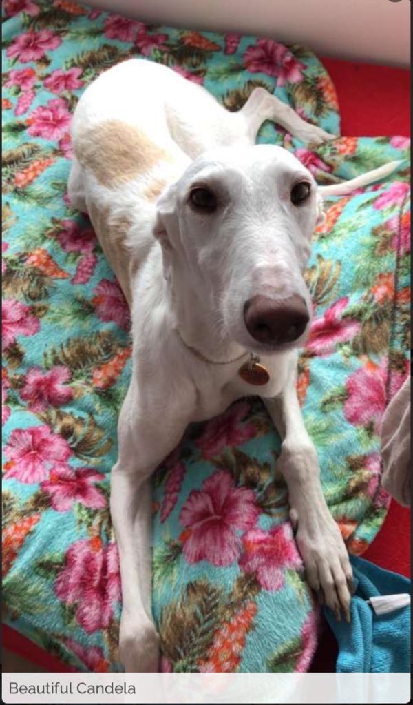 #k9hour plz RT and help pretty gal #Candela find a loving home #TeamZay @LurcherSOS