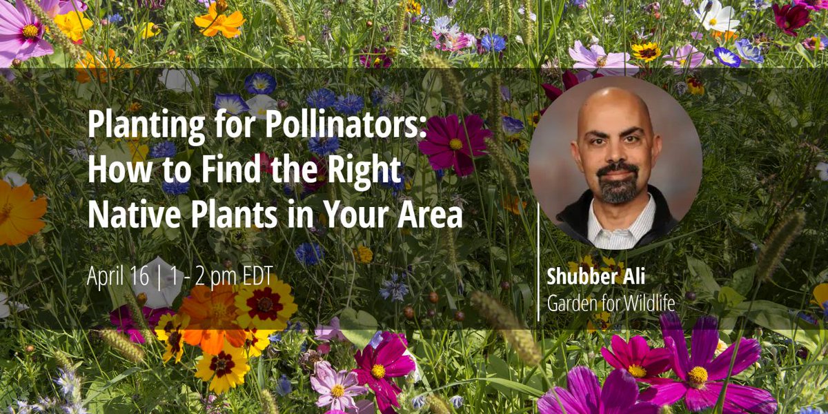 April is #NativePlantMonth - the ideal time to include native, pollinator-friendly plants in your gardens and habitats. Join us TOMORROW April 16 for a #FreeWebinar with Wildlife Habitat Council where we'll share the benefits of #NativePlants plus tips on identifying and sourcing…