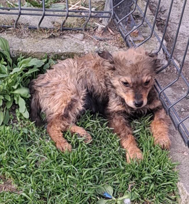 It’s me OZZY!

Can you share me please? I am ready for my forever home in the #UK

I can live with other 🐶, I’m 4 months old, & I’m an adorable, playful puppy! 

If you could ♥️ a sweet boy like me please get in touch 💌
dnvsaveanimals.com/?p=4957

#k9hour #teamzay #adoptdontshop