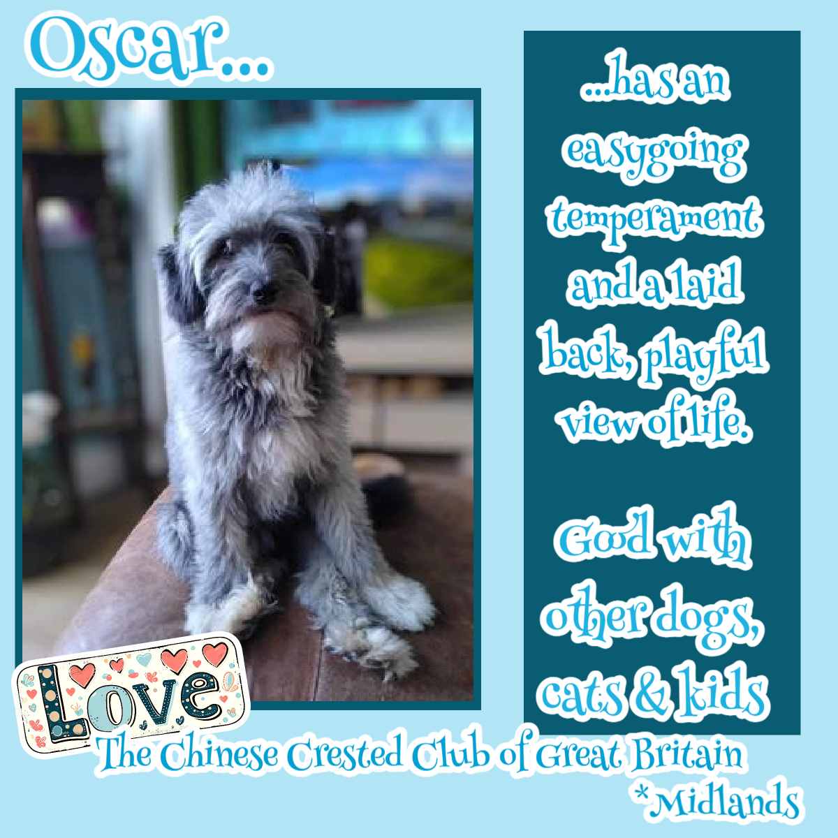 #k9hour 1yo OSCAR has an easy going temperament & a laid back view of life. This lovely Powderpuff Crestie has overcome his initial fears & is enjoying his life as you would expect a young dog to do. He makes the most of every day & gets on well with his fellow roomies. For more…