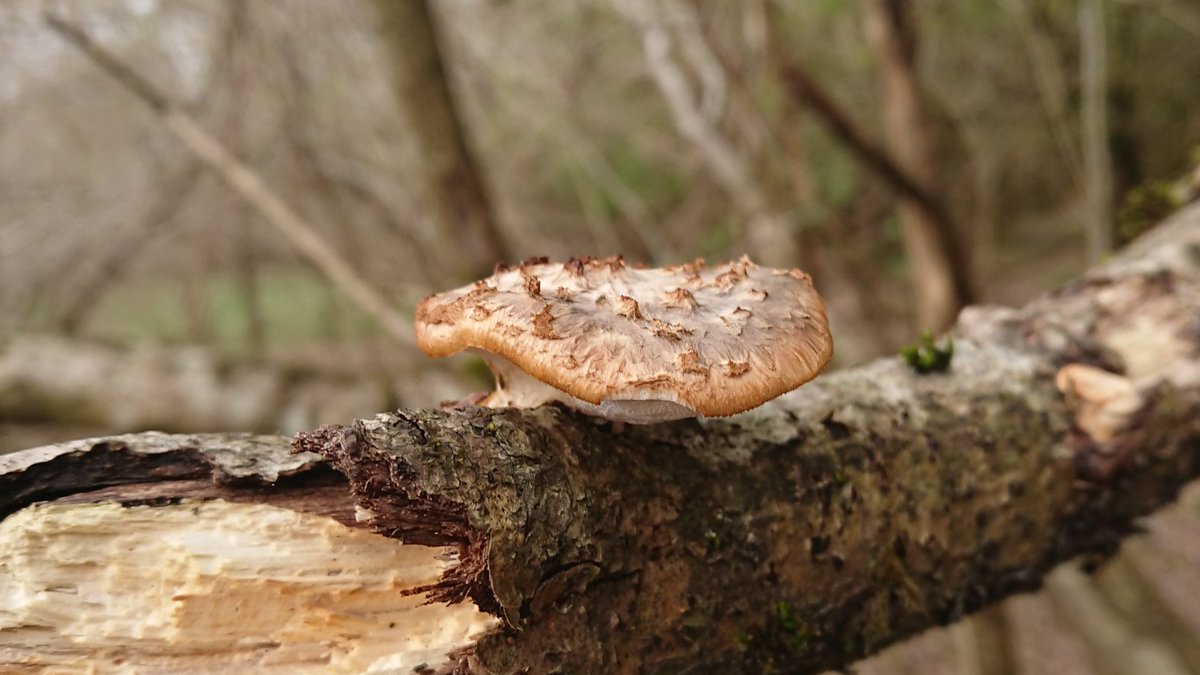 So many #smallbeauties in our week of #walking on #RouteZero
#SmallBeautiesHour #plants #fungi #insects 🐑 🐑 🐑