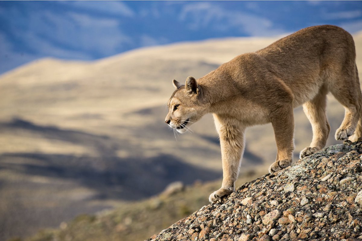 AtlasTravelLAT's tweet photo. 🔎 Puma watching in #Chile with @cascada_travel 

One of the most desired activities inside and around Torres del Paine National Park is puma watching. 
On Cascada’s website, you can find different options for puma encounter experiences: https://t.co/GjMGBzTfkq https://t.co/sdxNxjho9d