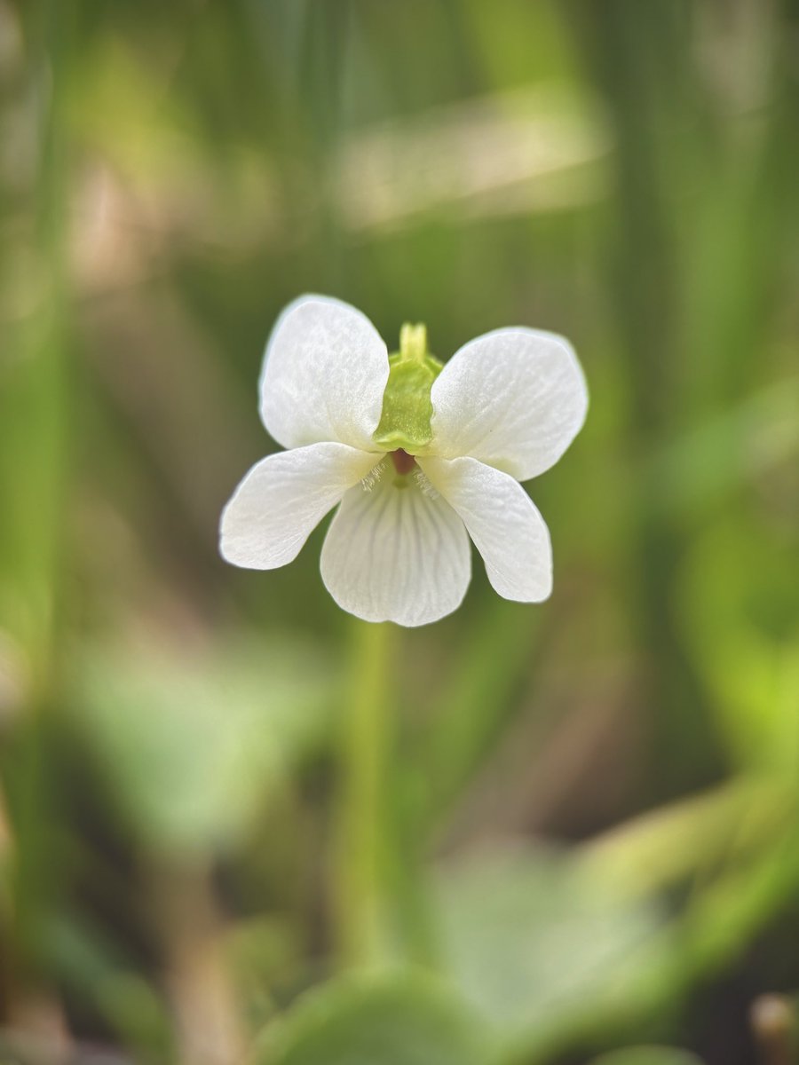 I adore violets so was especially happy to find a white form of Marsh Violet (Viola palustris) at a local reserve 🤍💜 @BSBIbotany @wildflower_hour