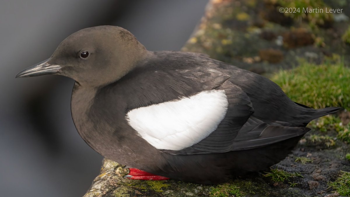 Early morning Tystie at East India Harbour, Greenock yesterday #BlackGuillemot