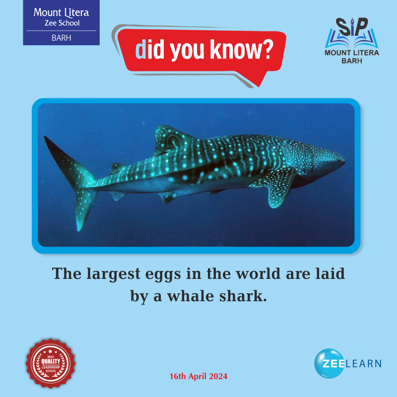 Did you know?
The largest eggs in the world are laid by a whale shark.
📷 𝐂𝐚𝐥𝐥 𝐟𝐨𝐫 𝐦𝐨𝐫𝐞 𝐝𝐞𝐭𝐚𝐢𝐥: 7033338888 | 7033339999
📷 Visit: mountliterabarh.com
#mountliterazeeschoolbarh #bestschoolbarh #mlzs #CBSESchool #qulityschoolbarh #cbsebarh