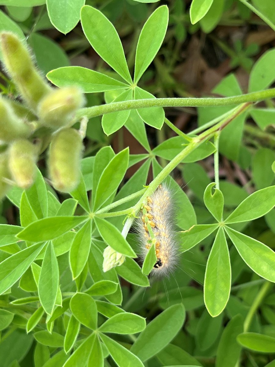 Have you seen these fuzzy little caterpillars around SE Texas recently? Either yellow or dark brown/black? Turns out they’re not necessarily new to #Houston, but there’s a reason why their appearance has changed. I’ll have more with @AgriLife at 4 pm on @abc13houston! 📺🐛