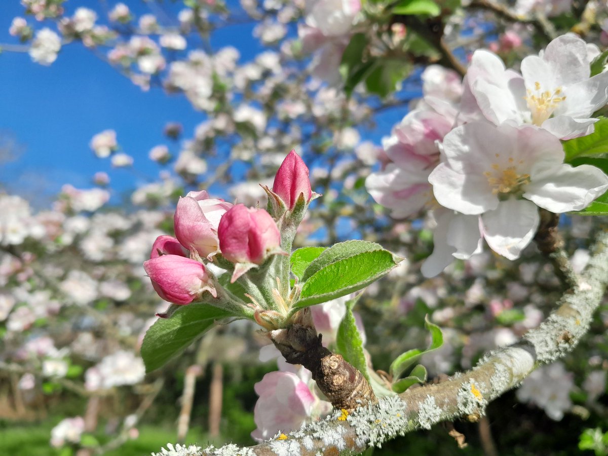 Come along this weekend for lots of #blossom fun! Tours, talks, origami & more 🌸🩷 #BlossomWatch is GO in the orchard! Normal admission applies. Fri 19th - Monday 22nd April. #WorcestershireHour 📷 Katherine Alker