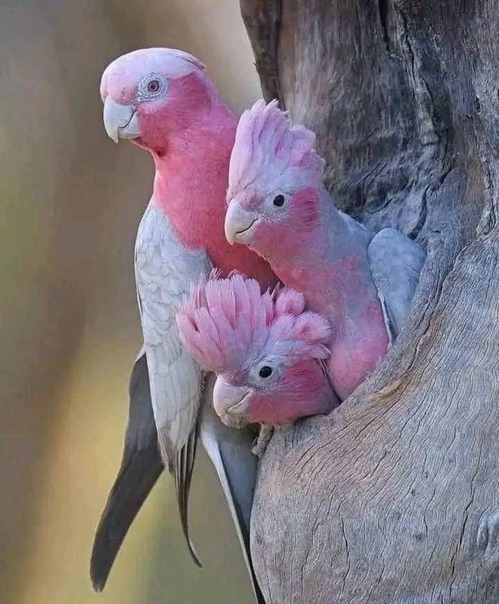 Rare sighting: Pink cockatoo 🦜🦜