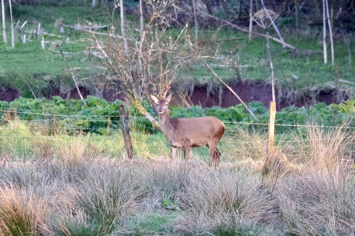 Red Deer hind out of back door this evening in the last of the light. #deer #reddeer #twilight #nature #wildlife