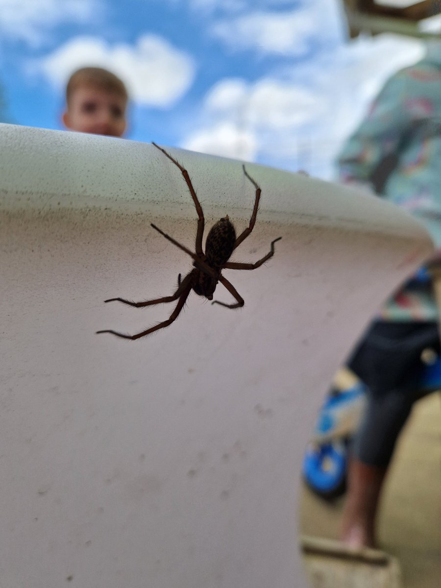 We had a visitor to nursery garden today. Not Incy Wincy, his cousin..Bigsy Wigsy Spider 🕷 It was fantastic to see so much detail without a magnifying glass, but we had to be quick! 'He's really running, Mrs Merrie!' 'Can we keep it?' 🫣😬 #EYFS #WeAreCurious @NewSilksAcademy