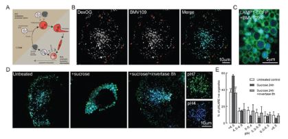 FROM MBoC Using rat kidney fibroblasts, researchers investigated reversible assembly/disassembly of proton pumping V-ATPase when endolysosomes are formed by kissing & fusion of late endosomes with lysosomes & during the subsequent reformation of lysosomes. molbiolcell.org/doi/10.1091/mb…