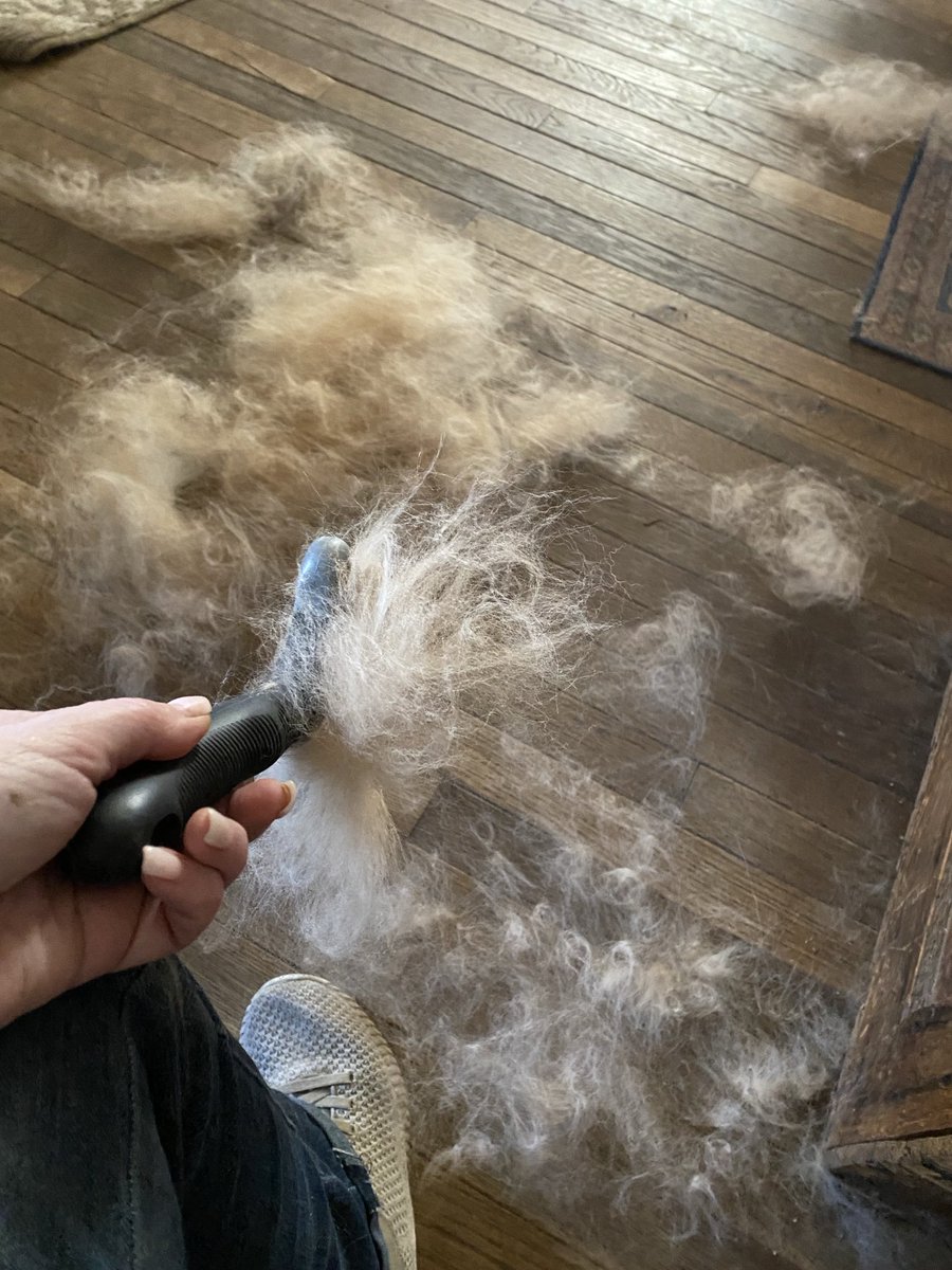 Mum gave me a good brushy today. This is the hair my mum couldn’t fit in the grocery bag packed full of hair. She says she is going to make me a little brother or sister from it. Can’t wait! #StBernard #Dudley #Rescue