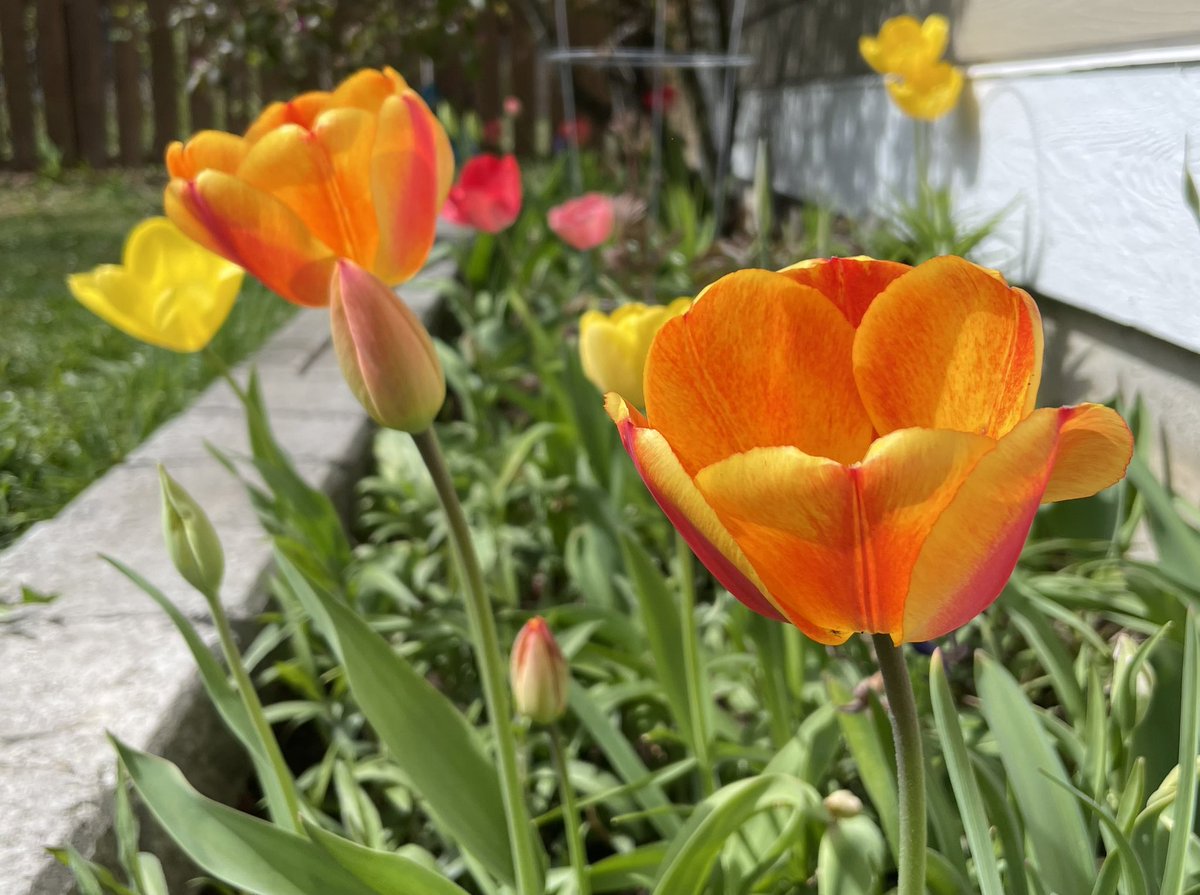 Excuse me but just look at some of my tulips!! 🤩