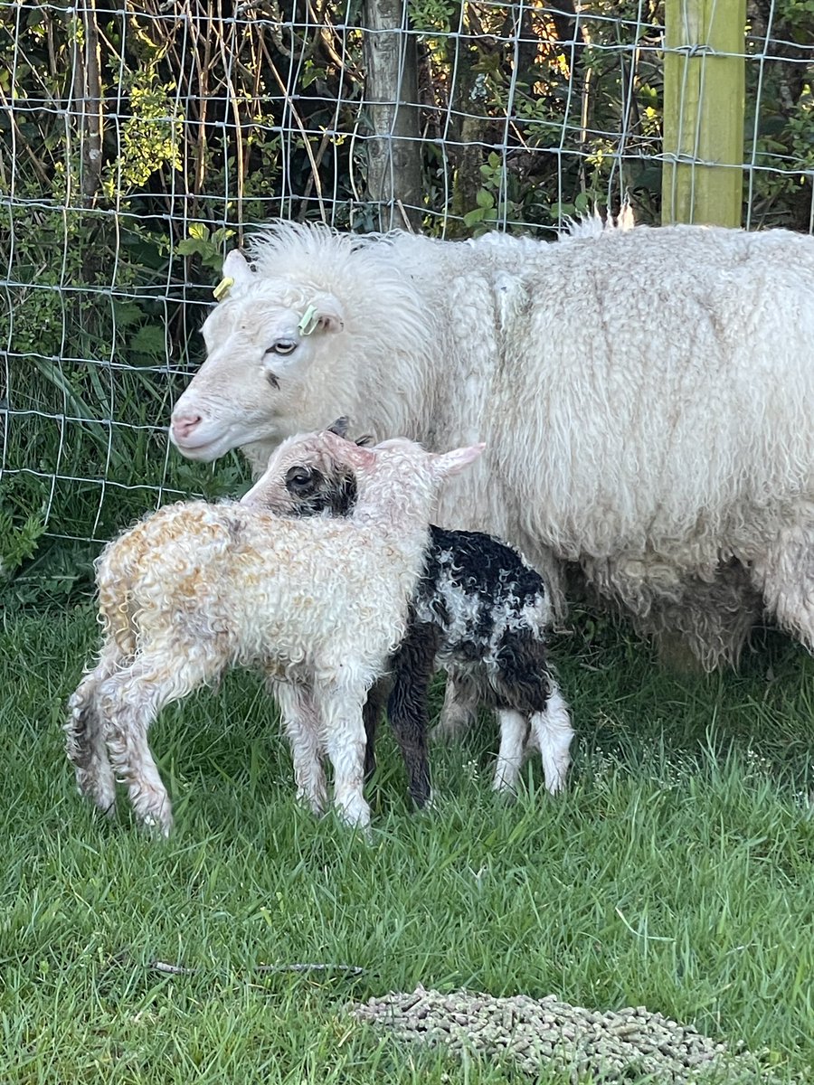 Lambing 24 is go!! First we have Bonnie with 2 lambs