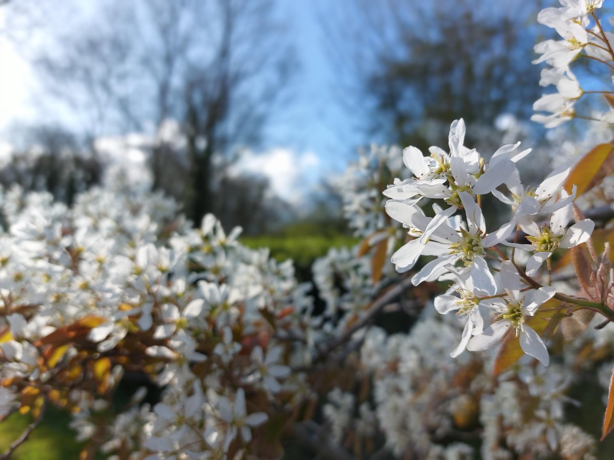 📷Our Festival of Blossom starts Sat. 📷 Take part in free events & activities brought to you in conjunction with community groups. Participate in free walks & workshops, enjoy music & dance performances & explore our blossom-themed exhibition in the Kiln Room. See you there.