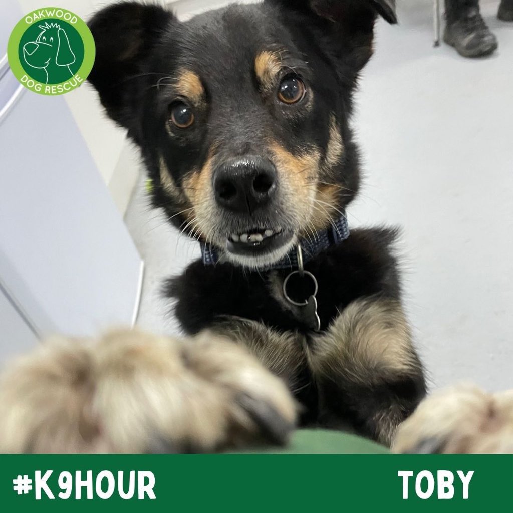 #k9hour plz RT and help super cute #Toby find a super duper home #TeamZay @OakwoodRescue
