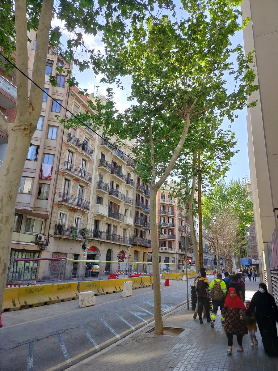 😢 no es poda, es tala. Sols queden -de moment- els d'una vorera com es veu aquí, al principi dl carrer . Eren alts, macos, sans 😢 #poblesec c. Vilà-i-Vilà. 'Refugi climàtic' a pendre pel sac @BCN_EspaiPublic la #barsalonaverda a ppc