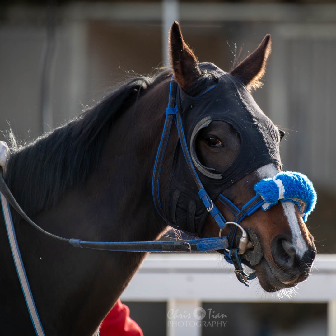 cntymile's tweet photo. Spring training! 🐴🐴🐴

We are just 19 DAYS away from the start of the new Thoroughbred and Quarter Horse season (But who is counting?!)

Thanks Chris Tian Photography for capturing these great shots! https://t.co/IzlIWh9lCi