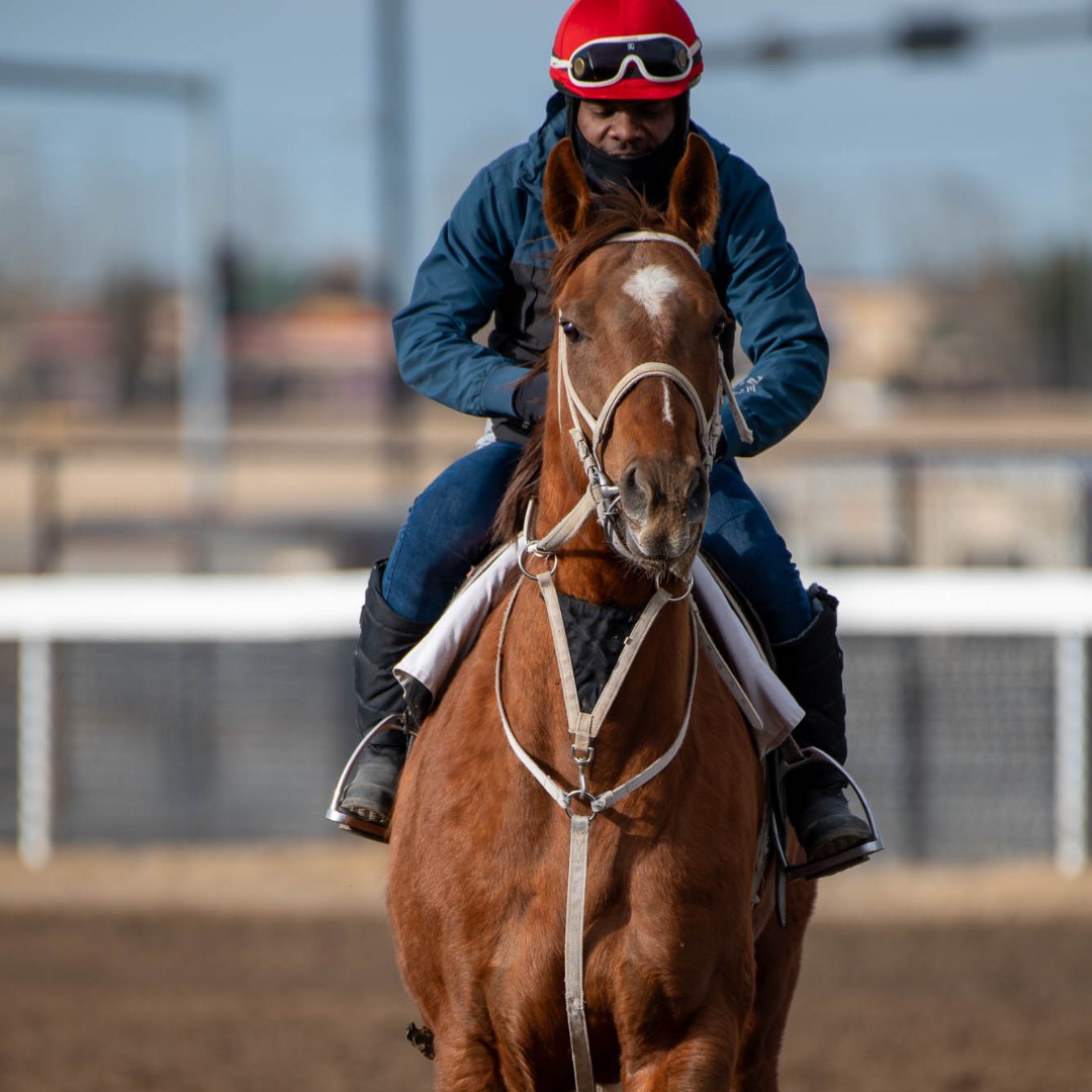 cntymile's tweet photo. Spring training! 🐴🐴🐴

We are just 19 DAYS away from the start of the new Thoroughbred and Quarter Horse season (But who is counting?!)

Thanks Chris Tian Photography for capturing these great shots! https://t.co/IzlIWh9lCi