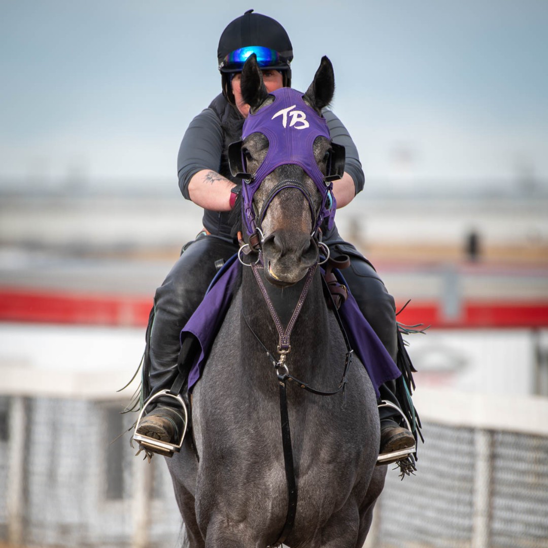 cntymile's tweet photo. Spring training! 🐴🐴🐴

We are just 19 DAYS away from the start of the new Thoroughbred and Quarter Horse season (But who is counting?!)

Thanks Chris Tian Photography for capturing these great shots! https://t.co/IzlIWh9lCi