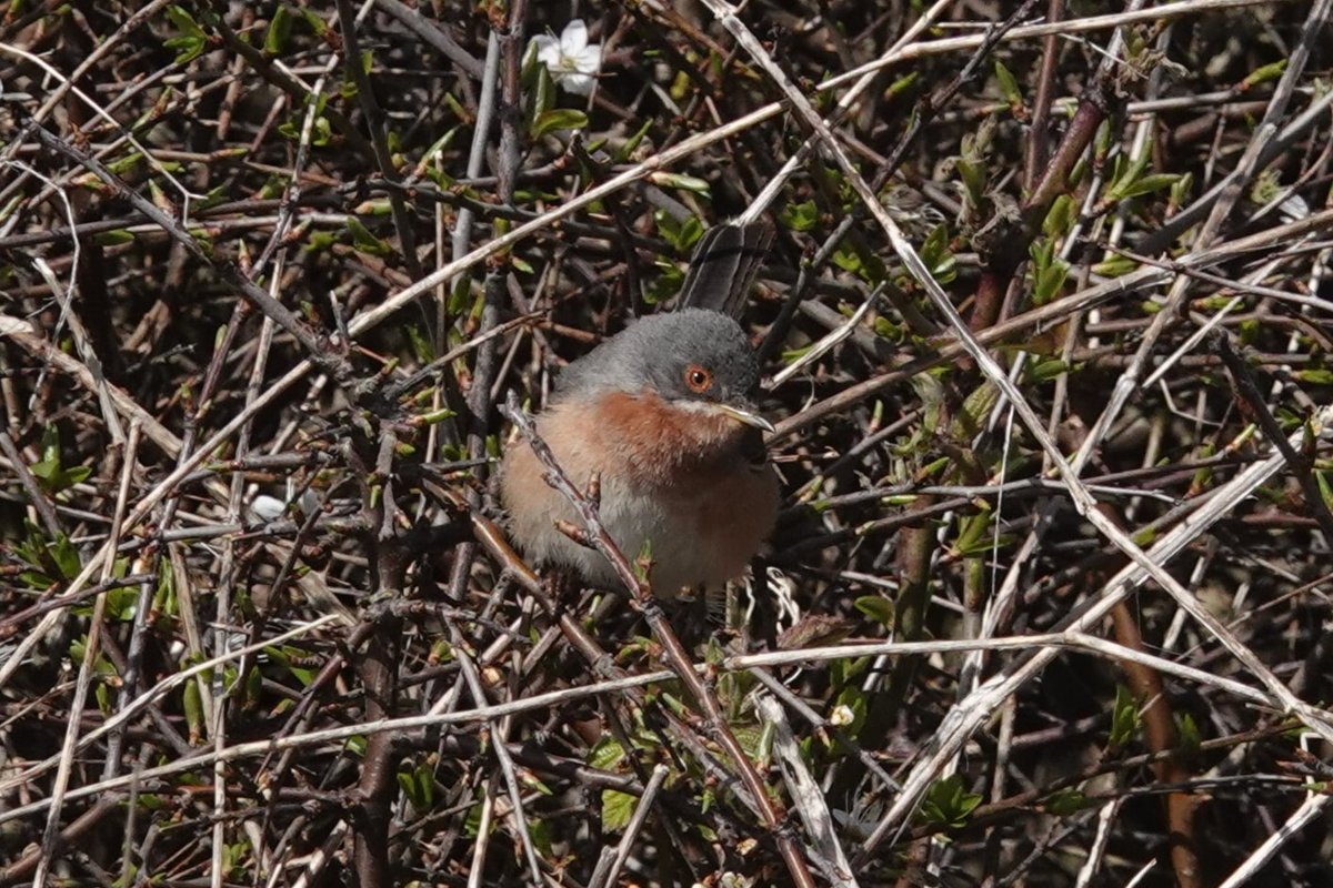 Winter_Semeya's tweet photo. After struggling not to fly away in the wind this morning, finally got the Western Subalpine  Warbler! @PortlandBirdObs https://t.co/Z7ByPMzznH