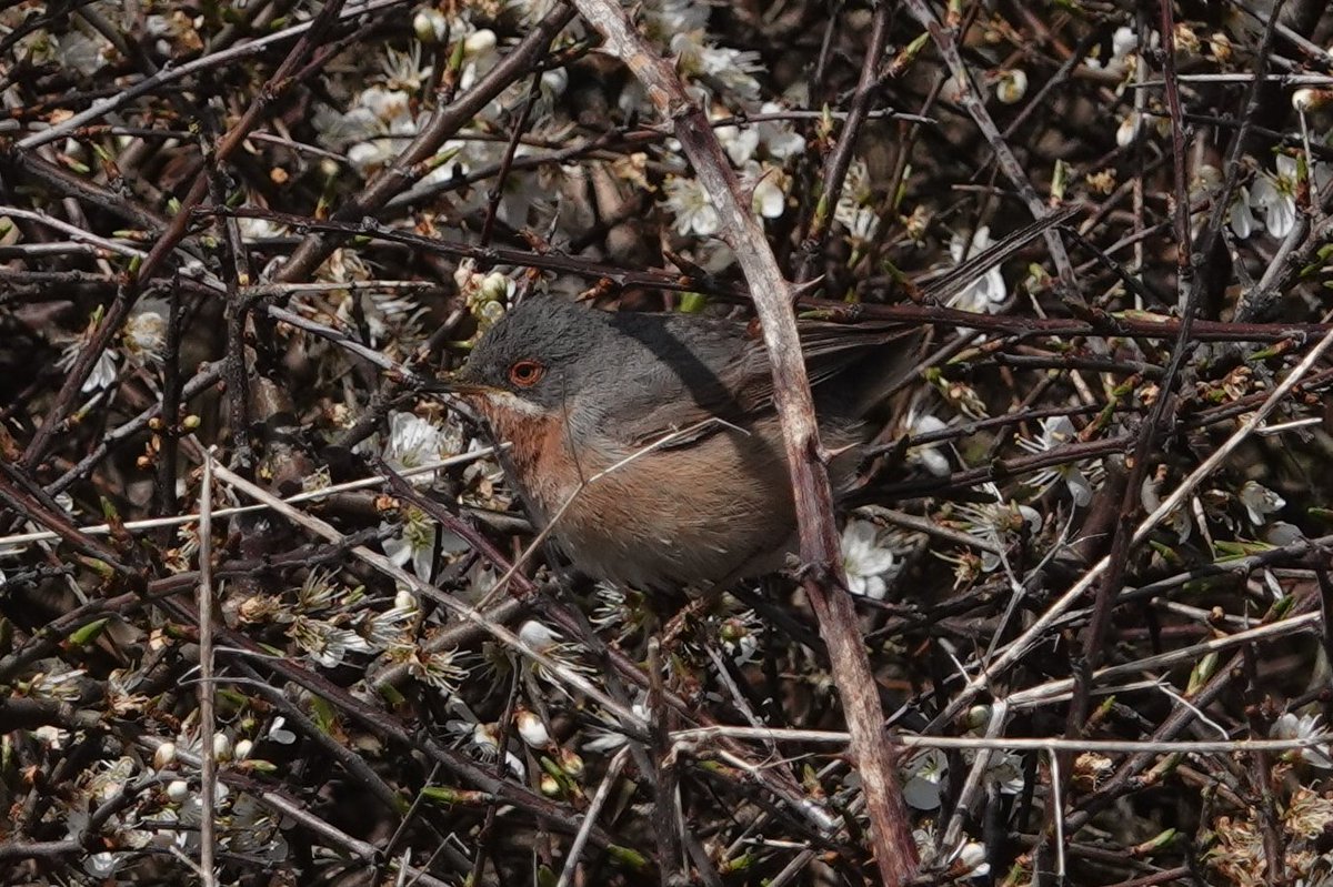 Winter_Semeya's tweet photo. After struggling not to fly away in the wind this morning, finally got the Western Subalpine  Warbler! @PortlandBirdObs https://t.co/Z7ByPMzznH