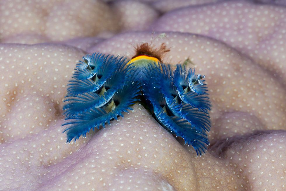Christmas Tree Worm
Scientists found this strange creature at the Great Barrier Reef’s Lizard Island and named it, aptly,the Christmas tree worm. he spiral branches are actually the worm’s breathing and feeding apparatuses, 
#nature #MarineLife #OceanCreatures #NaturePhotography