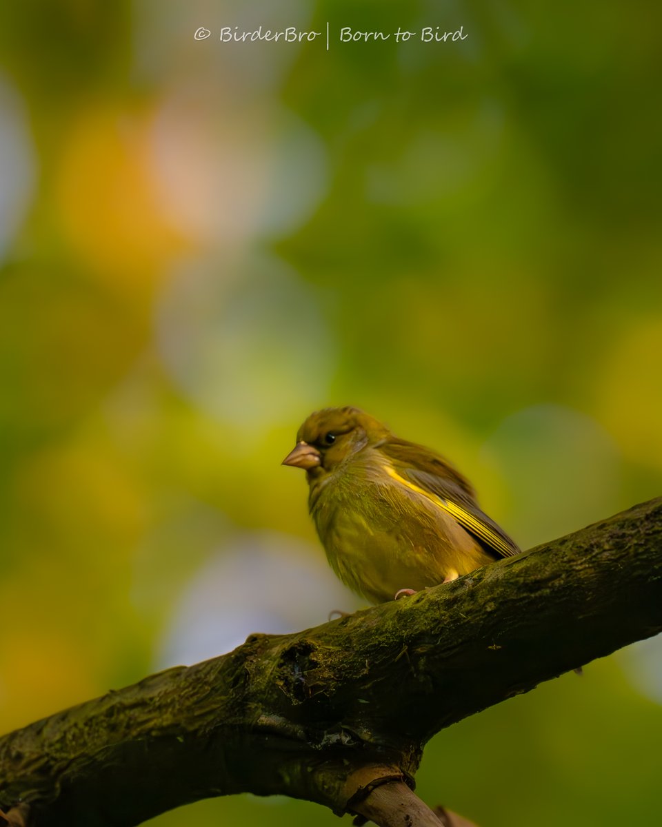 Greenfinch 💚💛
Just what it says on the tin - a fitting #bird name
'Nomen est Omen'

     #BirdsSeenIn2024 🇩🇪
         #BirdsOfTwitter 
             #BirdTwitter 
                #birding
                   #Birds   
                   #green